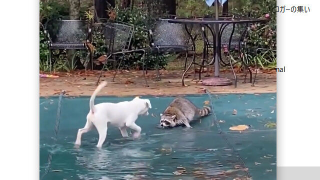 �ס��륫�С��ξ�����ɤ�����ͷ�֥��饤���ޤȸ������Фޤ���