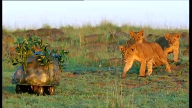 �饤�����Ķ����Υ�ǻ��ƤǤ��륹�ѥ�����餬�Х�Х줹�������Ѥ���