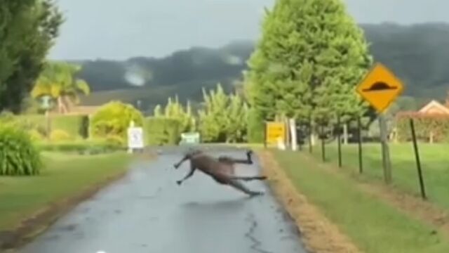 どうやらカンガルーは濡れた道路が超ニガテらしい