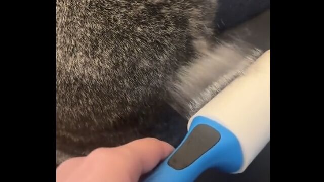 換毛期のウサギに粘着ローラー使うと、ビックリするほど毛が抜ける