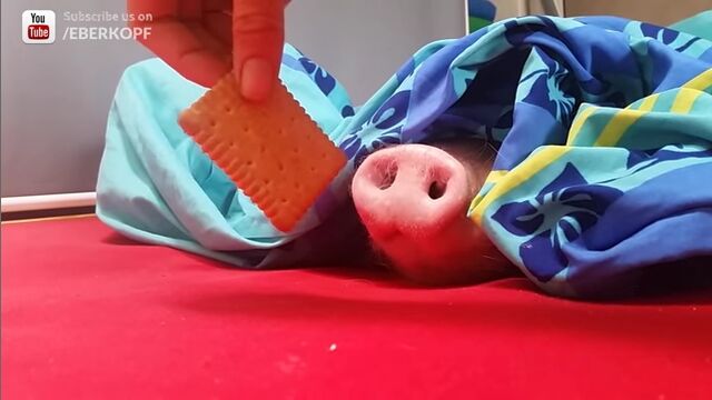 �Ͽ礷�Ƥ���֥���ɡ��˥ӥ����åȤ��֤��Ƥߤ�ȡġġ�