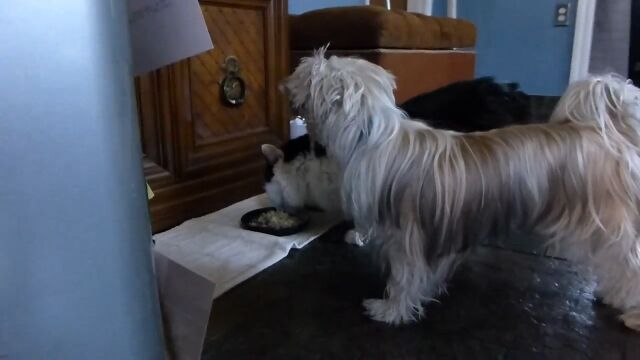 犬「それボクのなのに…」猫にエサを奪われながらも、為す術もなく見守る犬