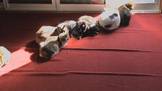 日時計ならぬネコ時計!猫たちが日向を求めて移動する様子を撮影した微速度撮影映像