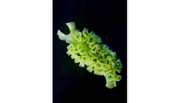 ܤ쥿ߤʥߥ̾Υ쥿ߥ