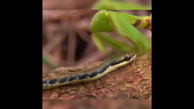 �γʤ��ᤱ��ХإӤ����Ῡ���롢���ޥ���Υϥ󥿡��äפ꤬����