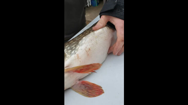 【閲覧注意】釣り上げた大物のお腹に異物が……?切り開いてみた結果がサプライズ
