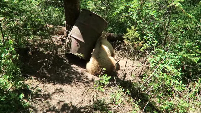 ドラム缶を頭に被ったクマさんを発見。ハンターたちが救出する一部始終