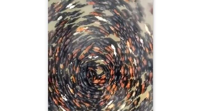 群れの仲間を守るため、モンゴルの馬たちも渦を巻く