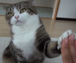 ����Ϥ೫���롢���Ѥ���­�Ǥʤ�Ǥ⤳�ʤ�ǭ�Τޤ뤵��