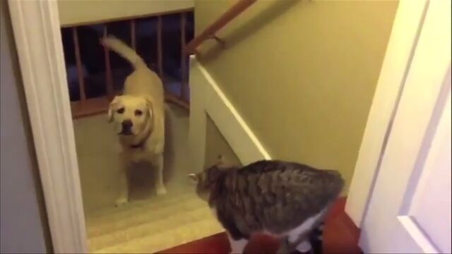 犬「通りたいんですけど…」猫「通さない」猫に行く手を阻まれる犬たちの映像集