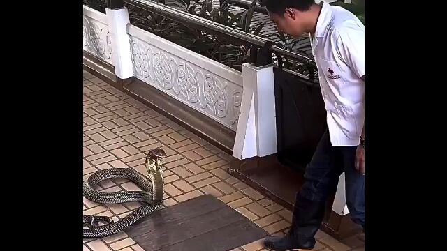 死角を把握してさえいれば、コブラの捕獲はこんなにも簡単