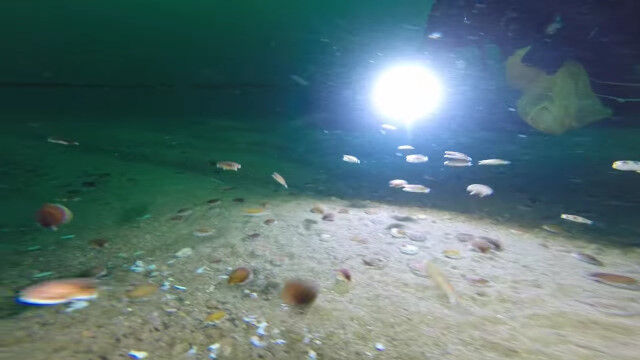 ホタテ乱舞!ホタテの群れが舞い泳ぐ瞬間を撮影した映像がすごい