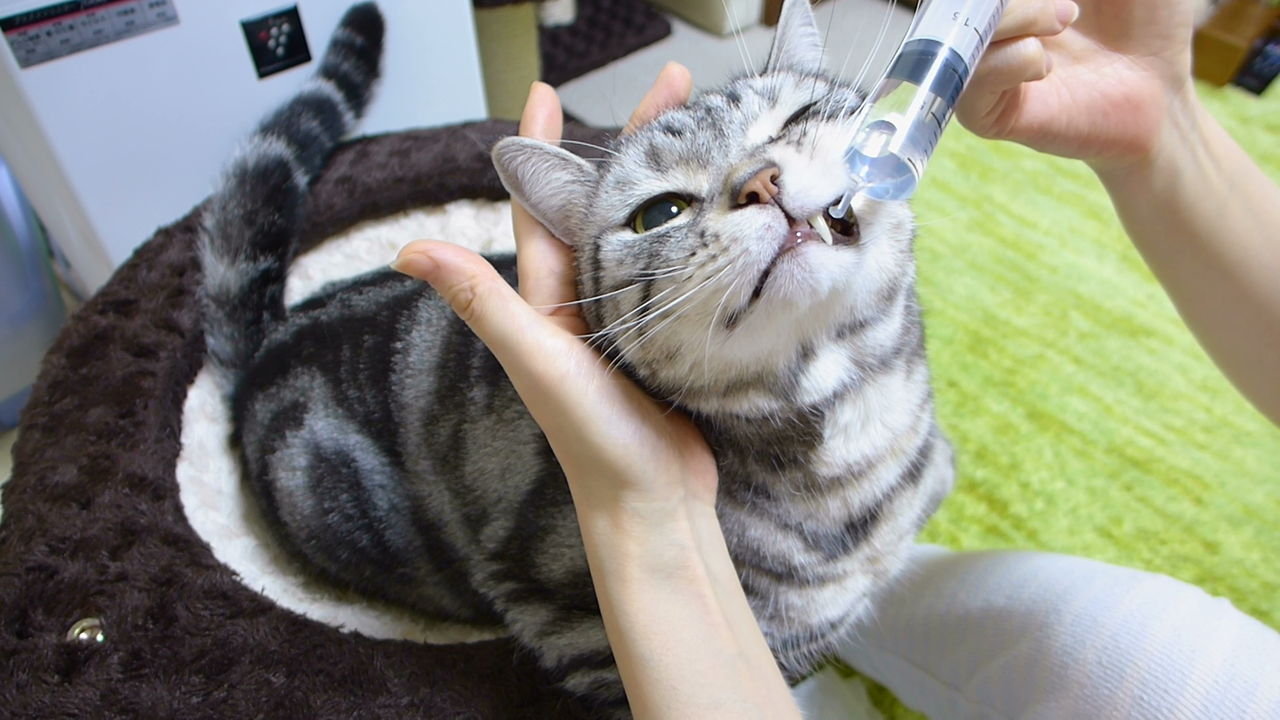 カメラ目線でちゃくちゃく 10ml一気に飲む猫 : コテツの日常