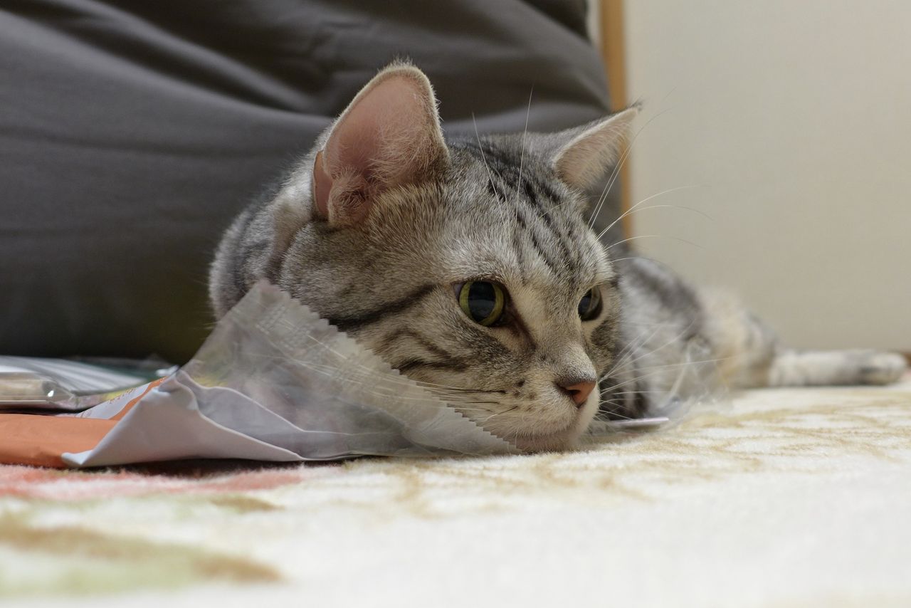 でおすすめアイテム ねこのきもち の ふろく ハチコの4way ダンボール 跳び箱タワー Mojeirysy Pl