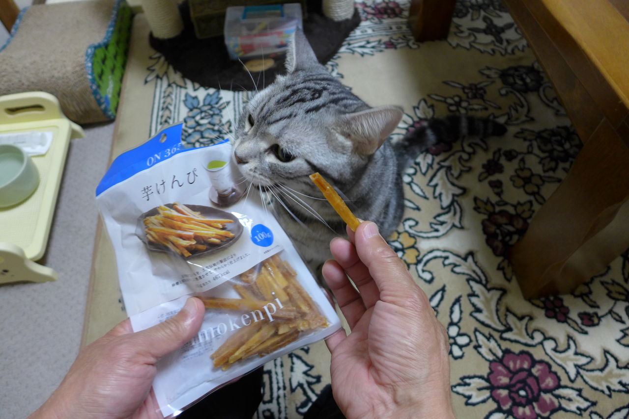 ビニールが大好きすぎる猫 コテツの日常