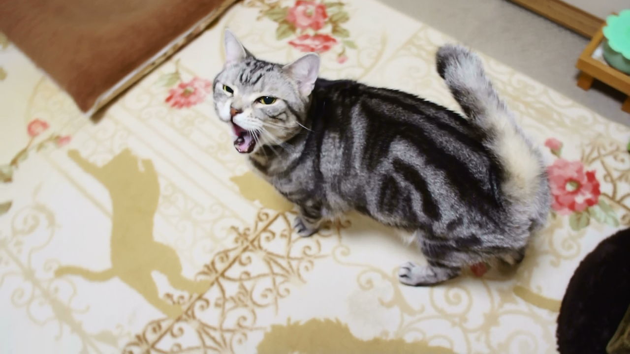 嬉しくて意味不明 あっちゃこっちゃでスリスリする猫 コテツの日常