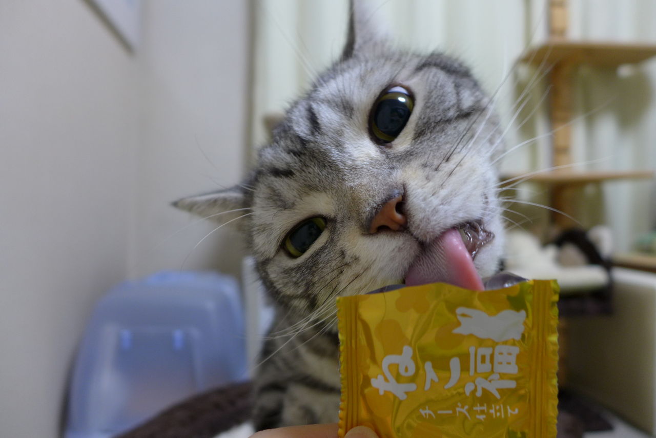 それは嫌い しっかりお残し 味に敏感な猫 コテツの日常