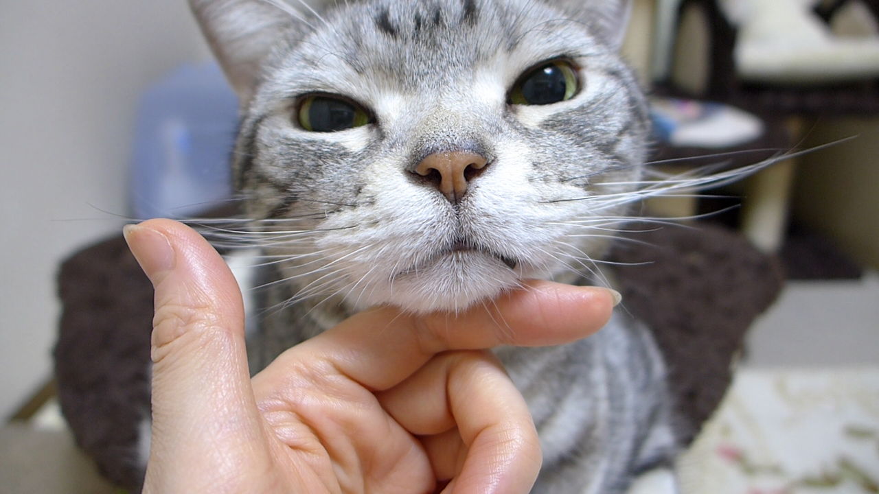 激萌え 顎クイされる猫 コテツの日常 激萌え 顎クイされる猫 コテツの日常