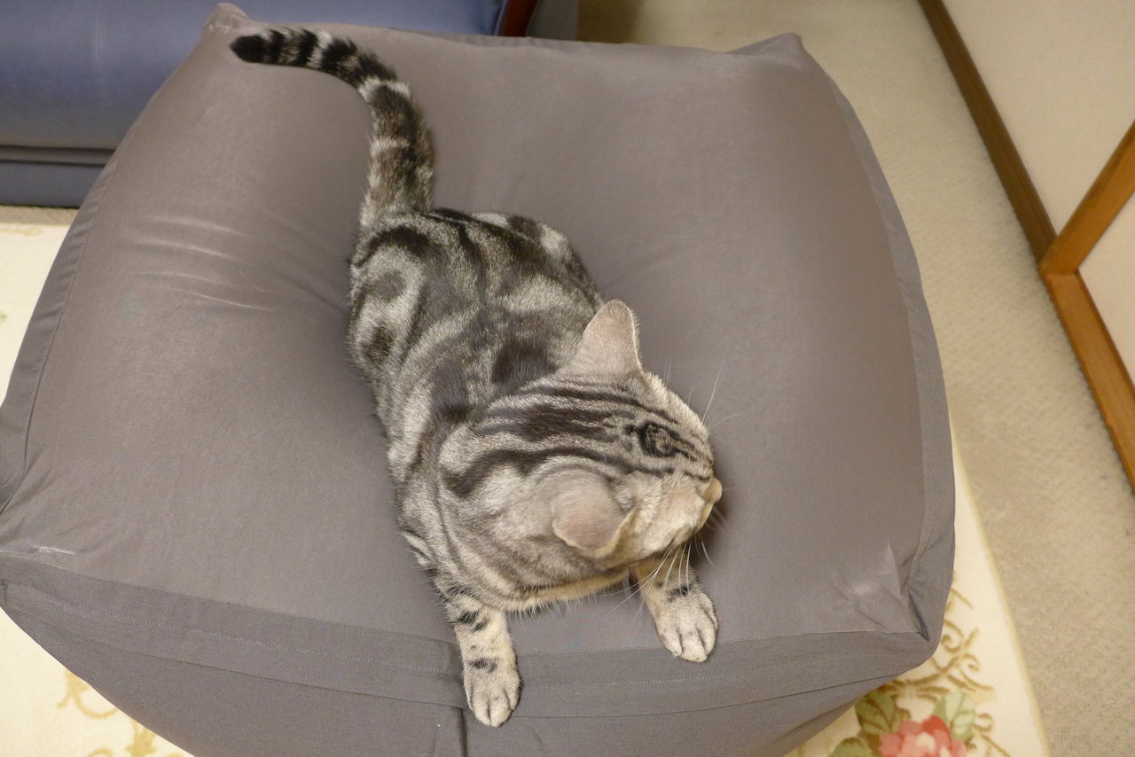 マヨでカキカキ ちょっとうんこハイな猫 : コテツの日常