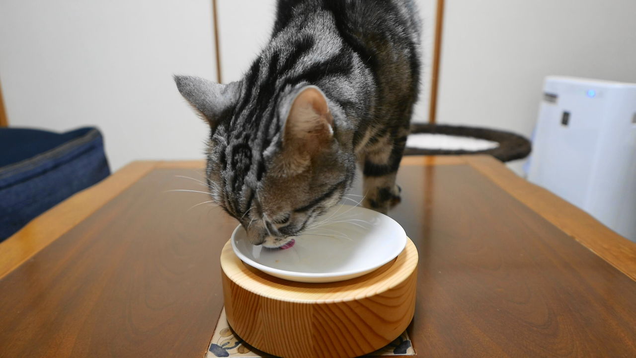 後ろ頭に萌え 不思議そうに覗き込む猫 コテツの日常