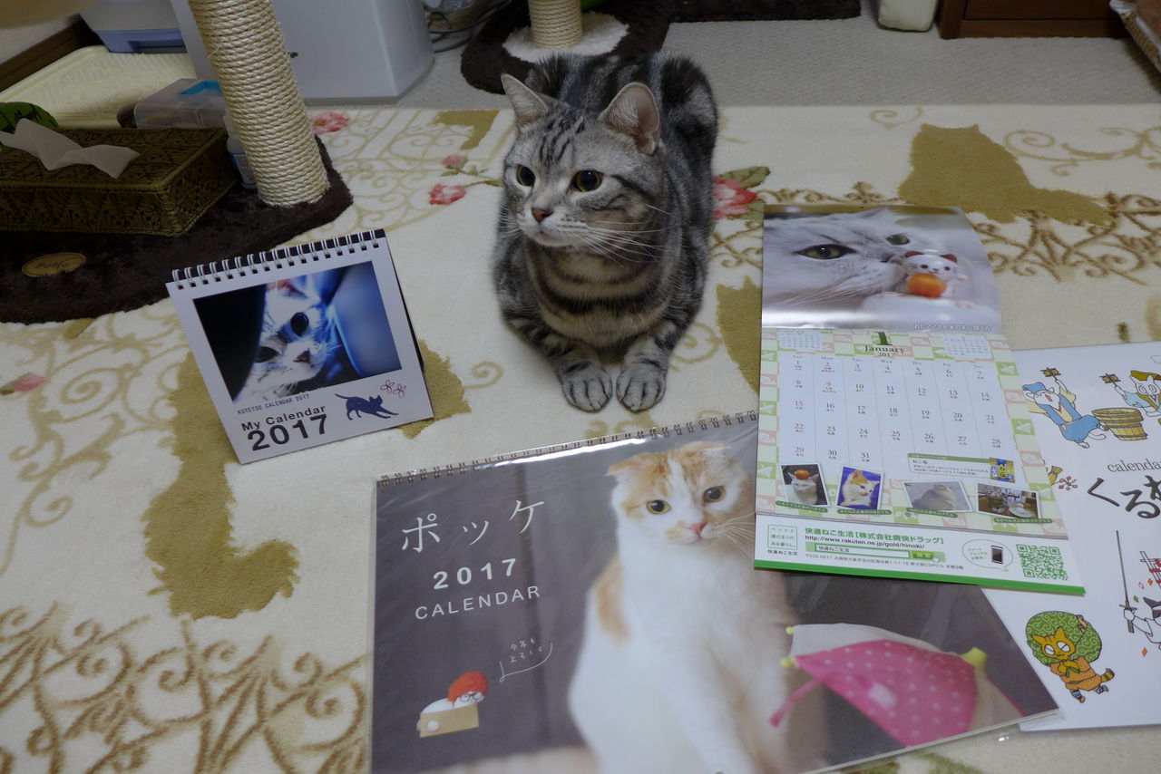 ねこづくし 2017年のカレンダーと猫 コテツの日常