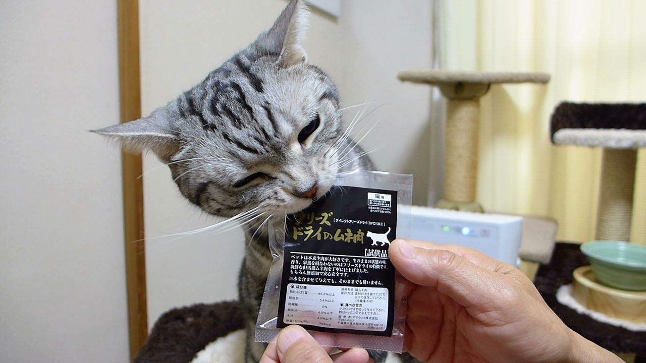 元気よくお返事 鶏ムネ肉のオヤツにがっつく猫 コテツの日常 元気よくお返事 鶏ムネ肉のオヤツにがっつく猫 コテツの日常