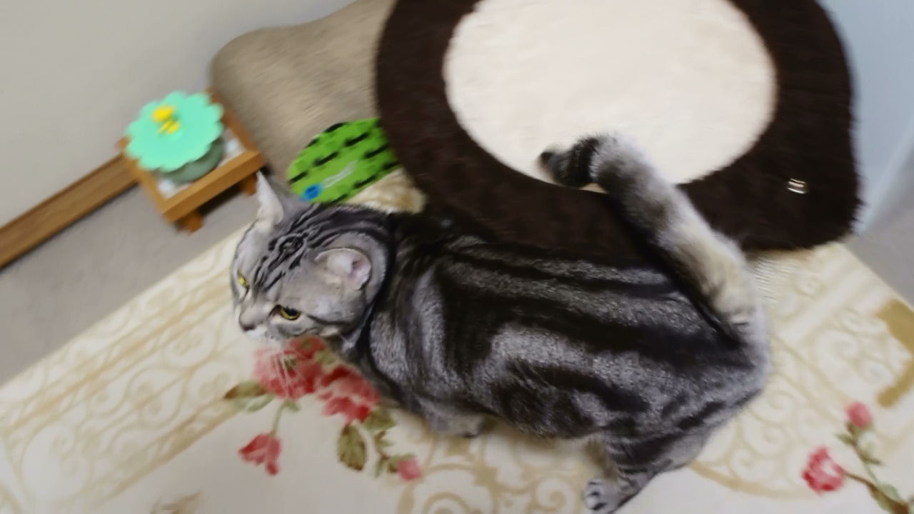 嬉しくて意味不明 あっちゃこっちゃでスリスリする猫 コテツの日常