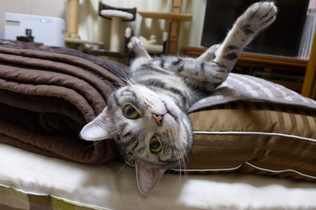 牙チラが可愛い猫 コテツの日常