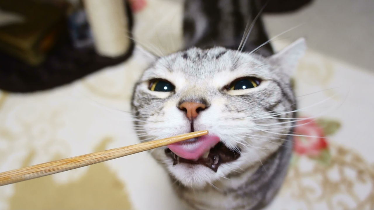 嬉しくて意味不明 あっちゃこっちゃでスリスリする猫 コテツの日常