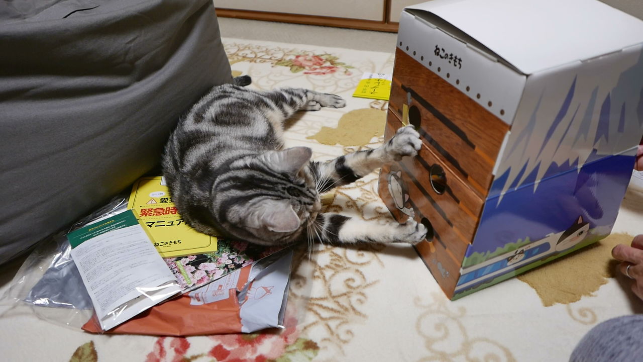 でおすすめアイテム ねこのきもち の ふろく ハチコの4way ダンボール 跳び箱タワー Mojeirysy Pl