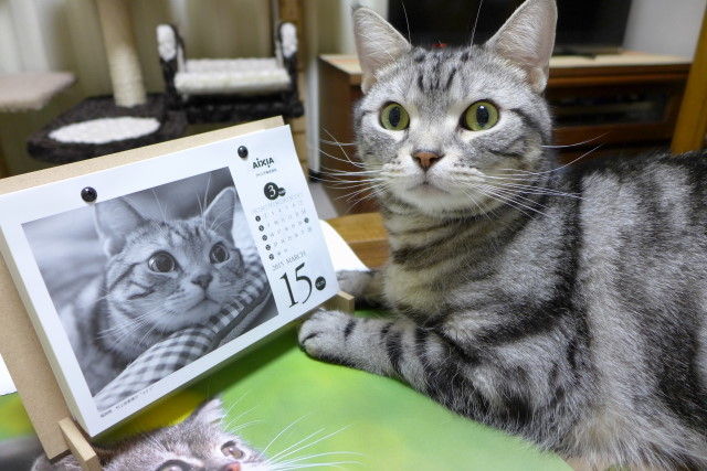 アイシア 15極楽ねこカレンダー と猫 コテツの日常