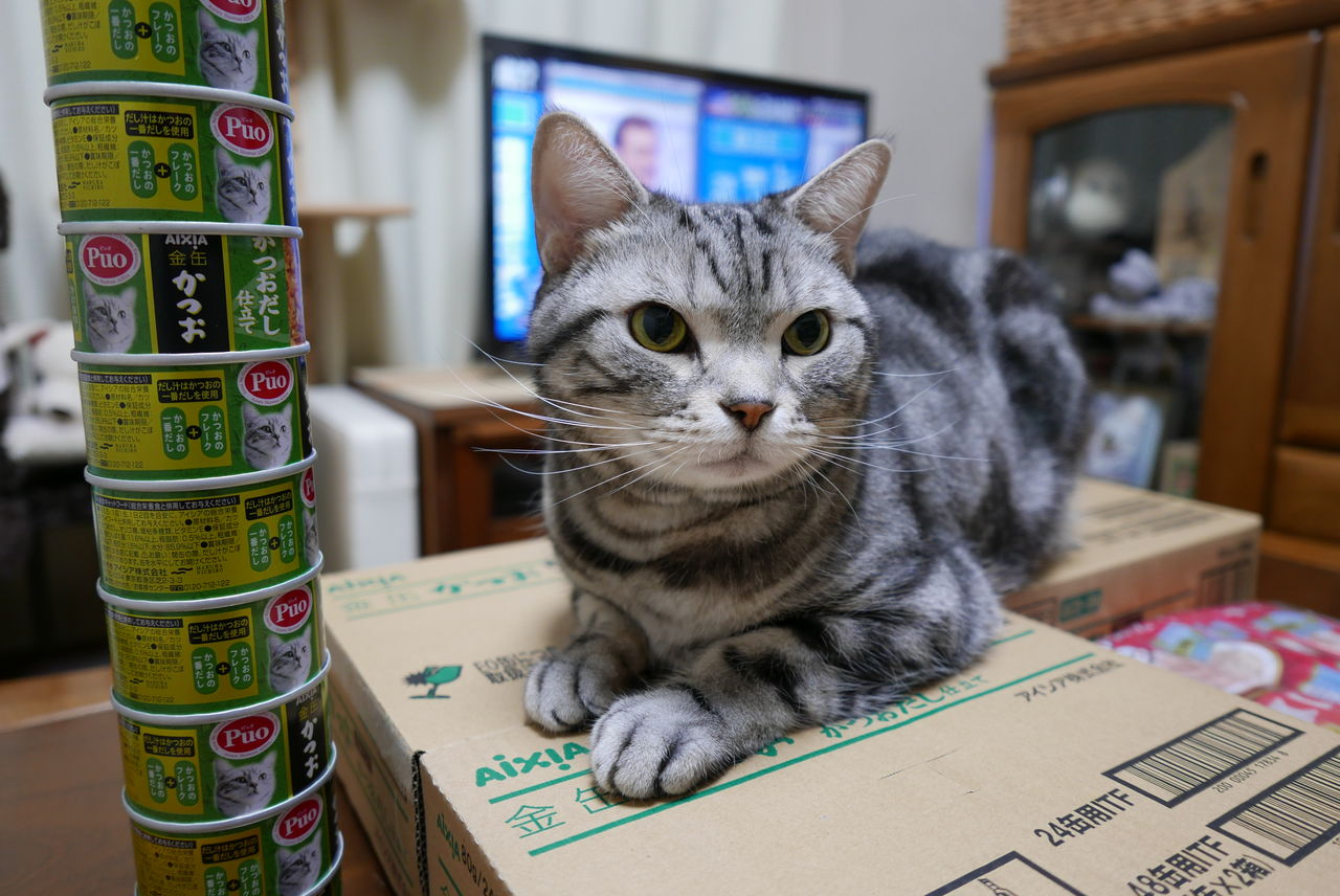 コテツ ハ タクサンノ 猫缶 ヲ テニイレタ : コテツの日常