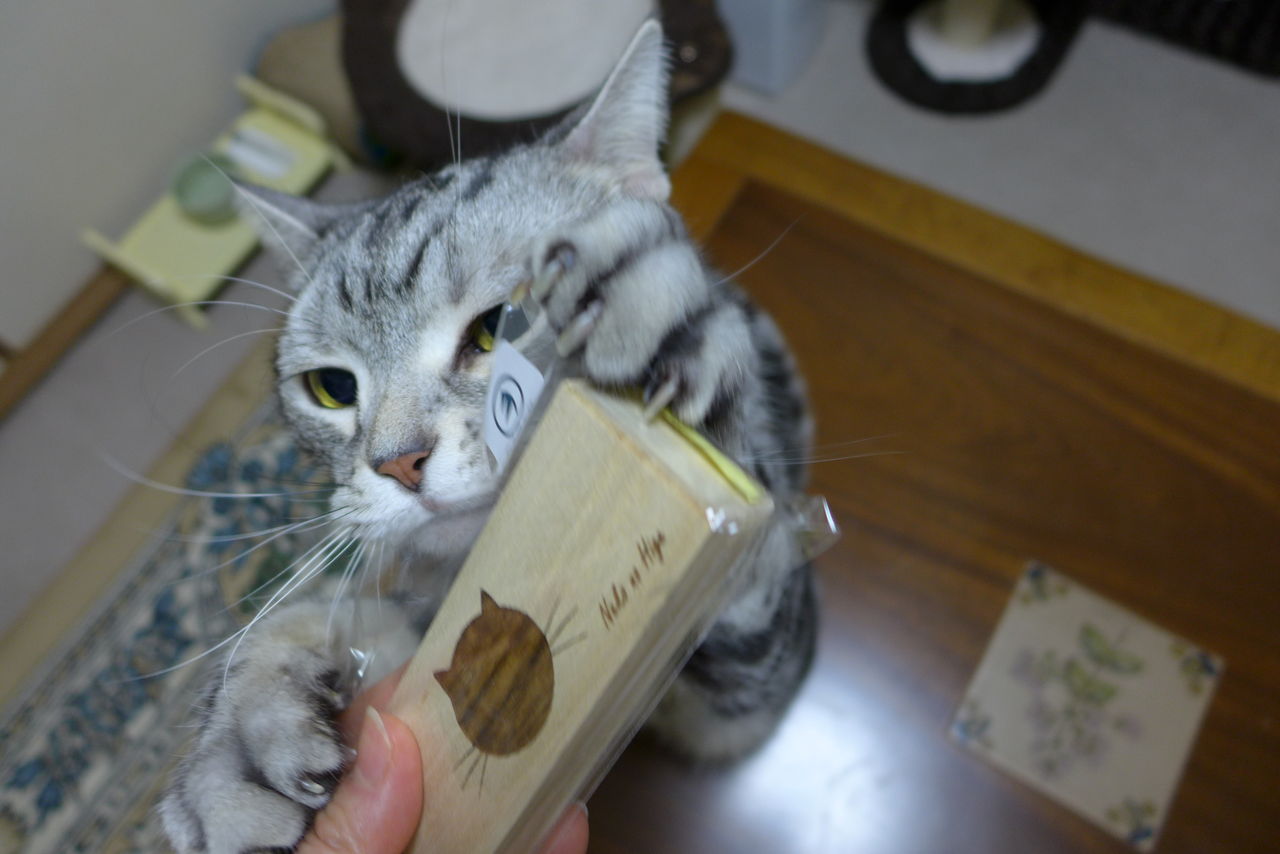猫のひげケースと猫 1 コテツの日常 猫のひげケースと猫 1 コテツの日常