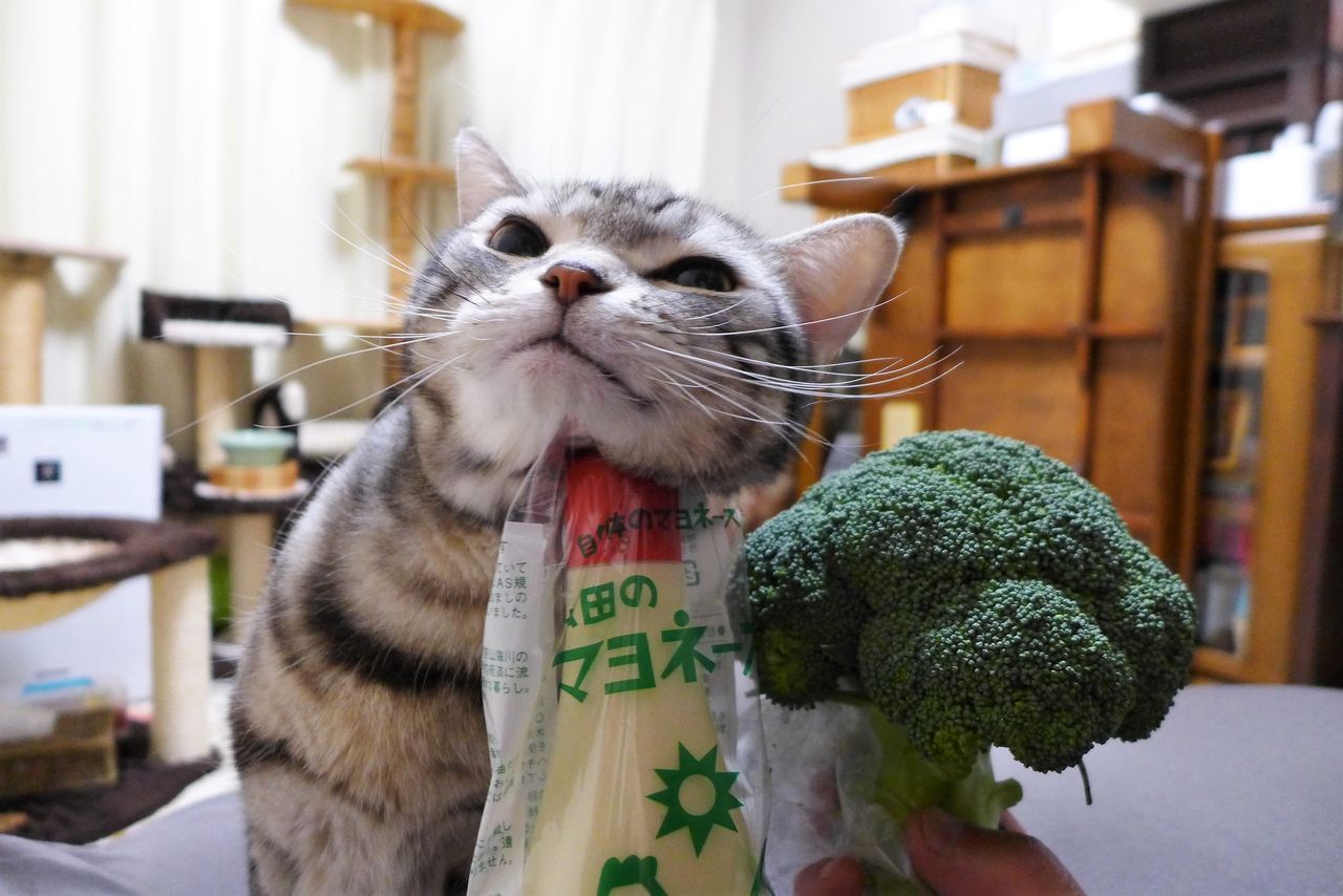 マヨでカキカキ ちょっとうんこハイな猫 : コテツの日常