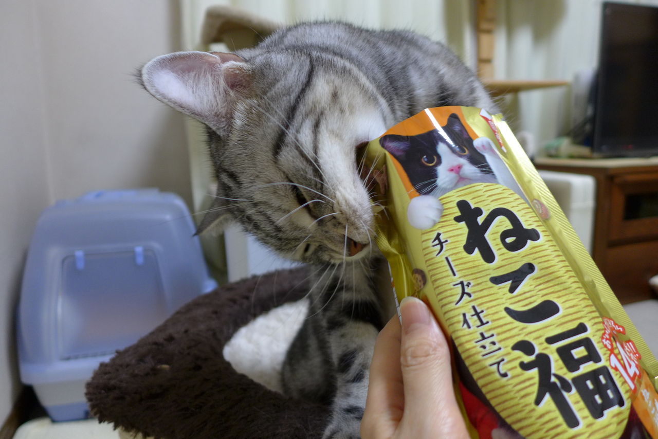 それは嫌い しっかりお残し 味に敏感な猫 コテツの日常