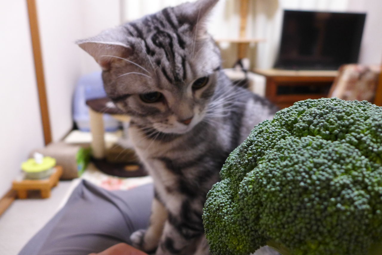 マヨでカキカキ ちょっとうんこハイな猫 : コテツの日常 - 猫 マヨネーズ