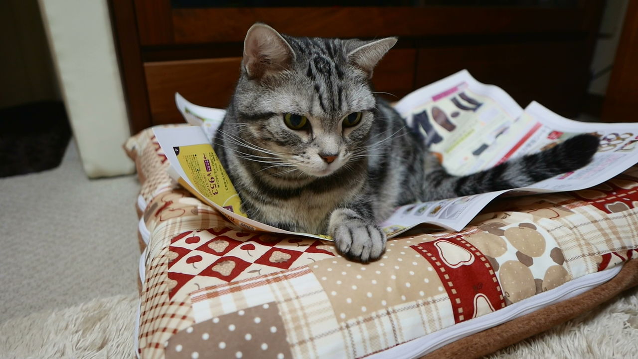 んるっ んにゃー 猫の要求鳴きと諦め鳴き コテツの日常 んるっ んにゃー 猫の要求鳴きと諦め鳴き コテツの日常