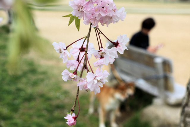 しだれ桜の下で