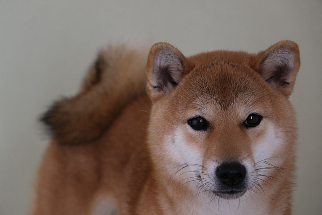 花美仁恵号　1歳