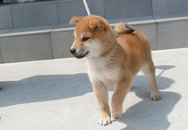 花美仁恵号