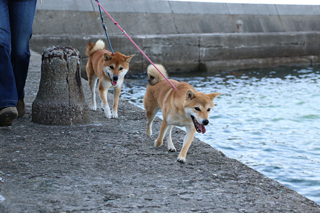 虎徹とつくし