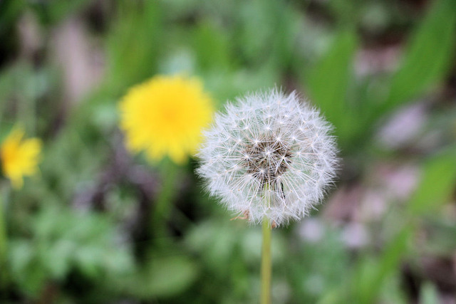 お花見散歩