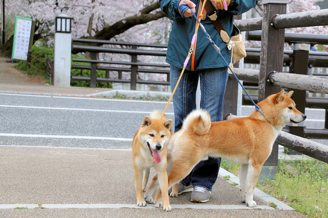 お花見散歩