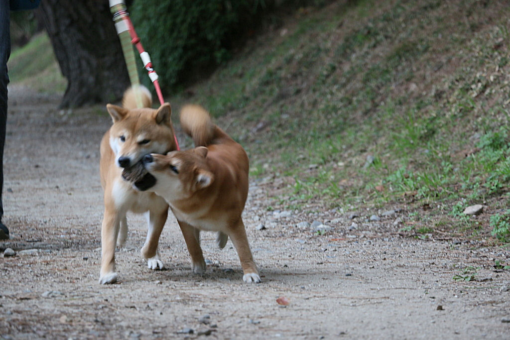 松ぼっくりとバトル 柴犬虎徹とつくし 松ぼっくりとバトル 柴犬虎徹とつくし