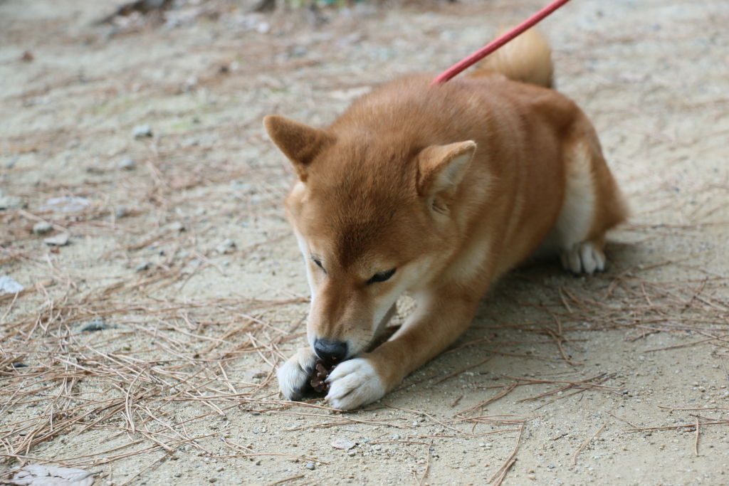 松ぼっくりとバトル 柴犬虎徹とつくし 松ぼっくりとバトル 柴犬虎徹とつくし