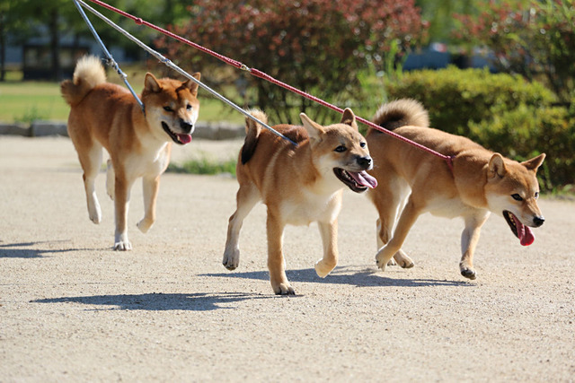 堀之内公園