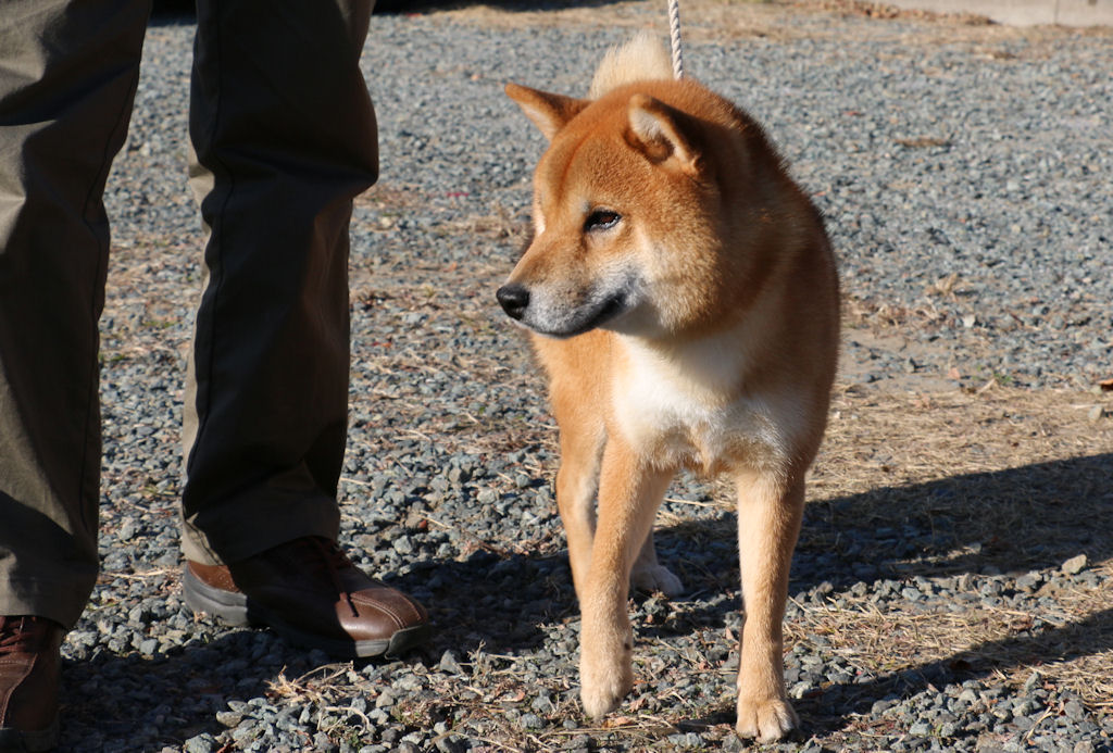H26年度 第111回 日本犬保存会全国展in長野 柴犬虎徹とつくし