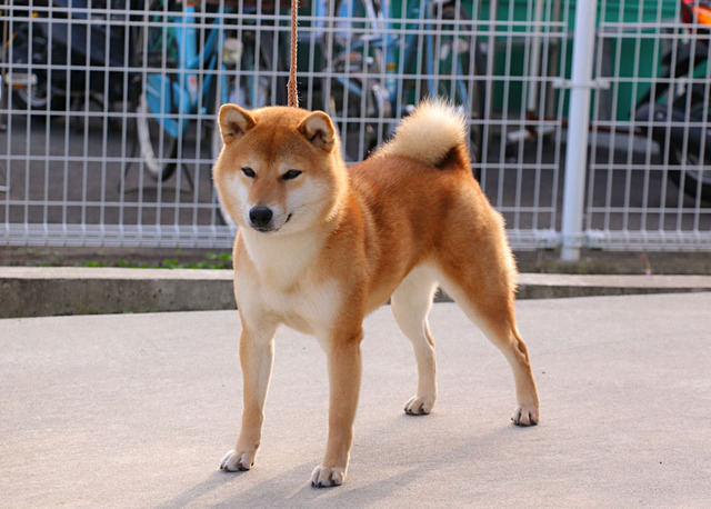 花美仁恵号