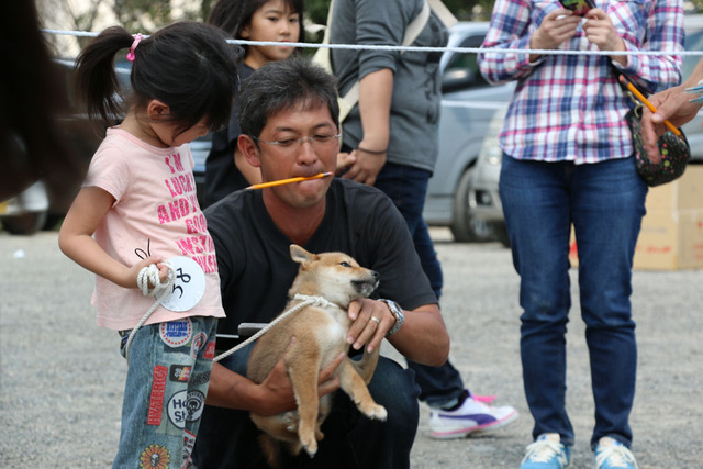 心咲ノ花号幼稚犬雌