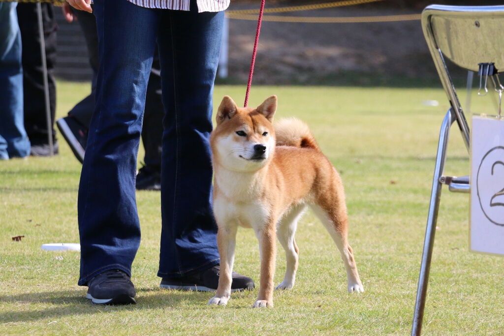 日本犬写真名鑑 日本犬保存会 品評会 展覧会 写真集